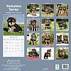 Yorkie Puppy Calendar